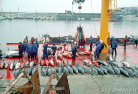 Sea Shepherd and Taiji