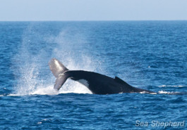 A glimpse of a whale in the Southern Ocean swimming away. Photo: Gary Stokes