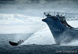 Delta team outruns a harpooner. Photo: Simon Ager