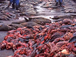 Workers skin thousands of seal pups and dispose of their remains
