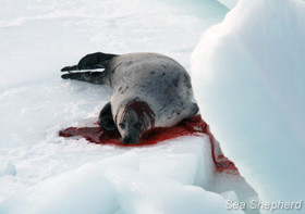 The aftermath of a bloody seal slaughter