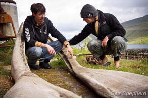Peter Hammarstedt and Megan Jolley inspect whale remains. Photo: Simon Ager