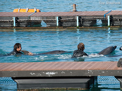 Captive Bottlenose dolphins in Taiji sea pens