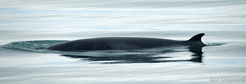 Minke Whale in the Arctic
