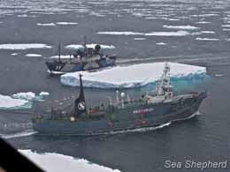The Steve Irwin chases the Yushin Maru 3 around pack ice. Photo: Billy Danger