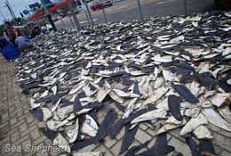 street of shark fins