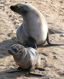 Cape Fur seal with pup at the Cape Cross Reserve