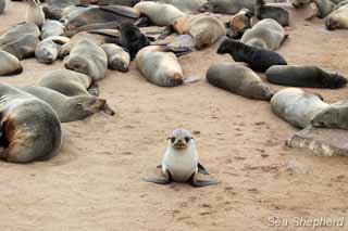 Young Cape Fur Seal