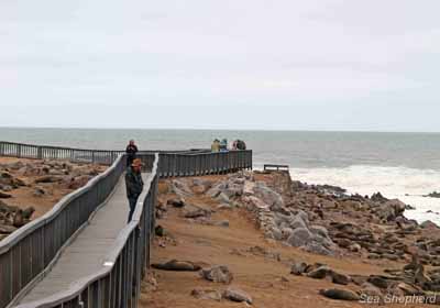 Tourists watch the seals from boardwalk