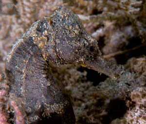 Now on the aquarium hit parade: Hippocampus hilonis, one of two endemic Hawaiian seahorses.