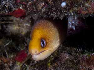 A dwarf moray eel is 7" long, full grown and a community dweller, preferring mild current carrying tiny prey to better minimize exposure in open water.