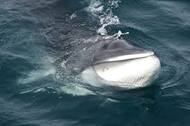 A minke whale, the main target for slaughter by Japanese Government in 2015/16 Photo: Tim Watters