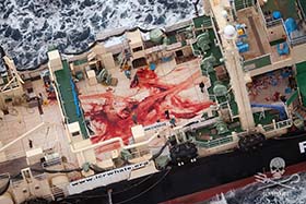 The bloody deck of the Nisshin Maru, this is the reality of Japanese Government's 'research'.  Photo: Eliza Muirhead