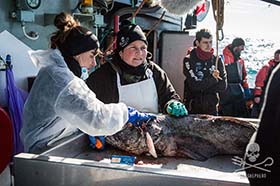 Colette, and fellow Science Officer, Bia, perform a dissection on a toothfish, killed in the illegal gillnets. Photo: Jeff Wirth