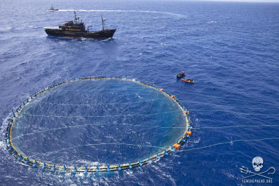Steve Irwin investigates fishing boats and tuna farm