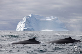 These whales are a marine species protected by international law and they migrate throughout a whale sanctuary where commercial whaling is prohibited