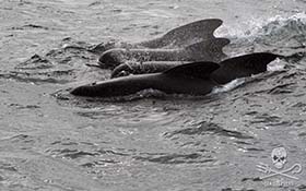 A large pod of approx. 150 pilot whales were slaughtered today in the Faroe Islands. Photo: Sea Shepherd