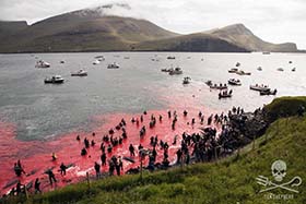 The sea runs red at Bøur with the blood of slaughtered pilot whales. Photo: Eliza Muirhead