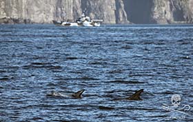 The Bob Barker positions itself between a pod of Risso’s dolphins and the shoreline of the Faroe Islands. Photo: Victoria Salançon
