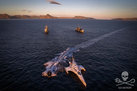 The Sea Shepherd fleet of Op. Sleppid Grindini. Photo: Sea Shepherd