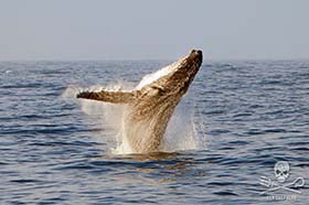 Humpback whale breaching. Photo: Tim Watters