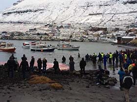 Crowds gather at the Fuglafirði killing beach. Photo: Sigrid Petersen