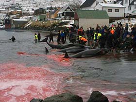 Sea Shepherd strongly disputes claims made in local media that the slaughter was quick. Photo: Sigrid Petersen
