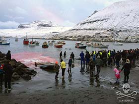 501 pilot whales have now been killed in the Faroe Islands in 2015 alone. Photo: Sigrid Petersen
