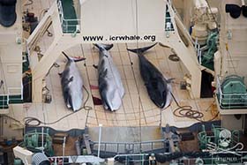 Three dead, protected Minke Whales on the deck of the Nisshin Maru. Photo: Tim Watters