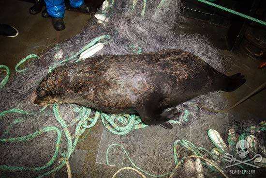 A brown seal, retrieved dead from the illegal nets. Photo: Eliza Muirhead