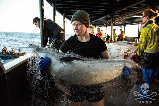 Steve Irwin crewmember, Erica, holds a common dolphin, which was retrieved dead in the illegal net. Photo: Eliza Muirhead