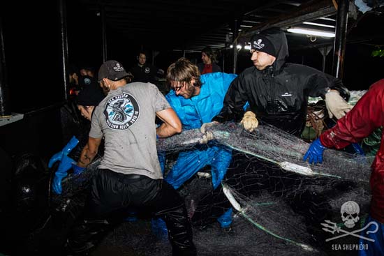 Crew of the Steve Irwin hauls the abandoned driftnet out of the ocean. Photo: Eliza Muirhead