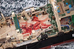 The bloodied deck of the Nisshin Maru, stained from the butchering of a whale. Photo: Tim Watters