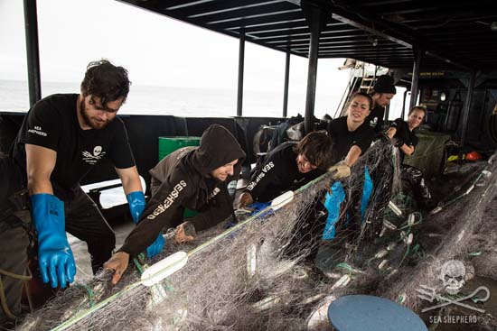 Crew of the MV Steve Irwin haul in illegal driftnets confiscated as evidence during the campaign. Photo: Eliza Muirhead