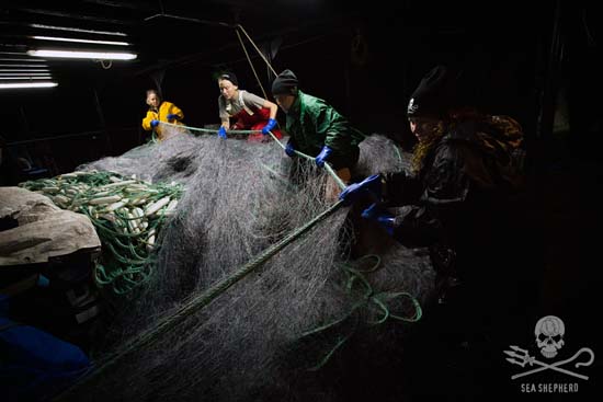 File - Crew of The MV Steve Irwin retrieve an illegal driftnet. Photo: Tim Watters