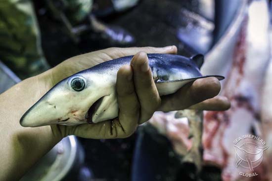 Unborn blue shark removed from one of the carcasses. Photo: Alejandra Gimeno