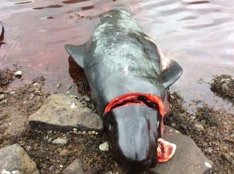 Pilot whale slaughtered at the Hvannasund grind. Photo: Axe Zaal