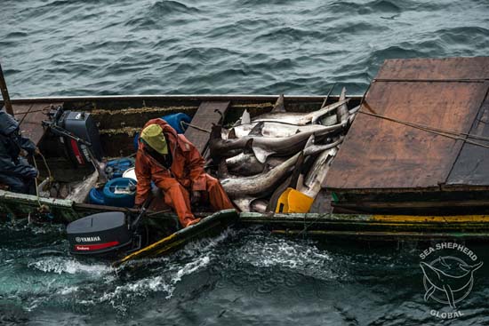 Endangered scalloped hammerhead sharks on-board illegal pirogue.