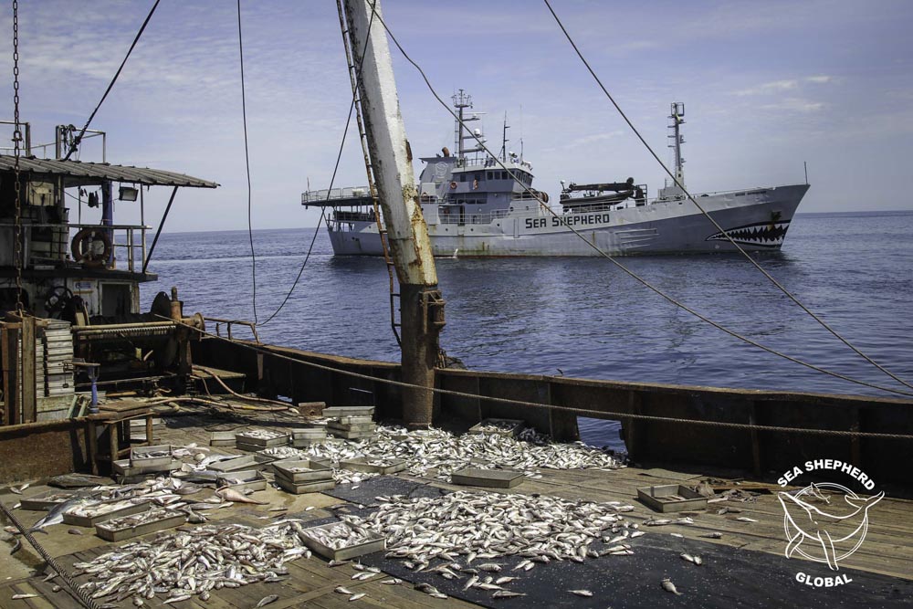 Bob Barker confronting IUU fishing on Operation Albacore. Photo Sea Shepherd Global / Alejandra Gimeno