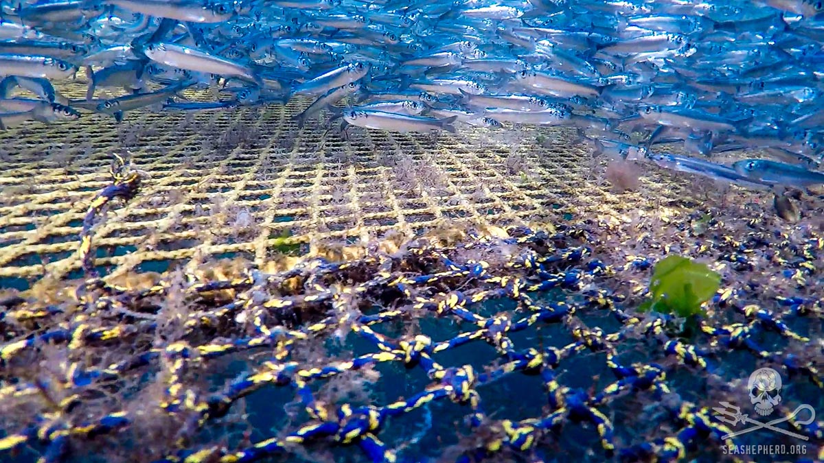 Wild Herring inside farmed Atlantic salmon pen. Photo: Simon Ager