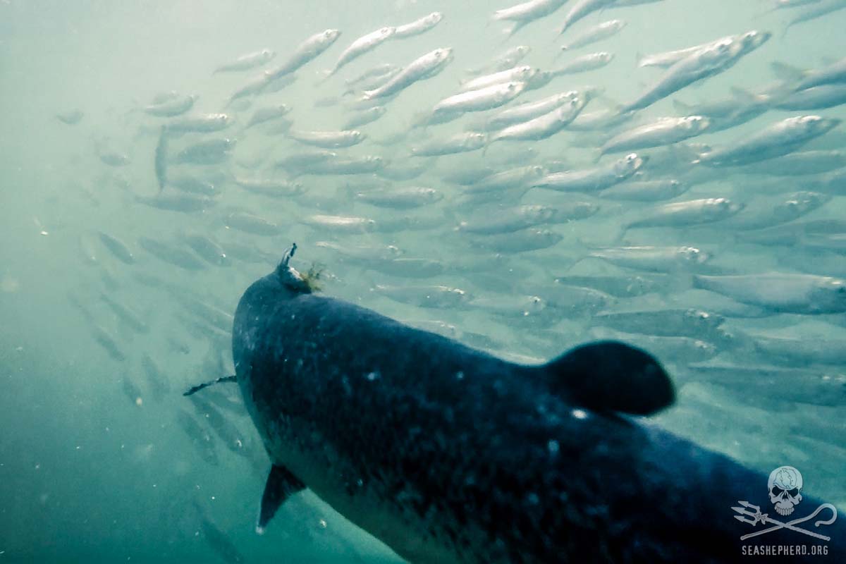 Farmed Atlantic salmon swims through school of wild Herring in pen