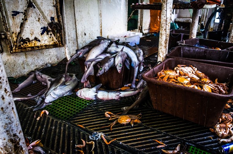 Much of the F/V Labiko 2 catch was sharks. Photo Melissa Romao/Sea Shepherd.