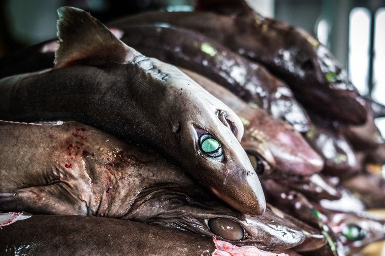 Deep-water sharks before livers are removed. Photo by Melissa Romao/Sea Shepherd.