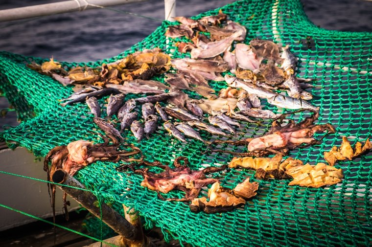Illegally-caught fish drying on the deck of the Guo Ji 809. Photo by Melissa Romao/Sea Shepherd.
