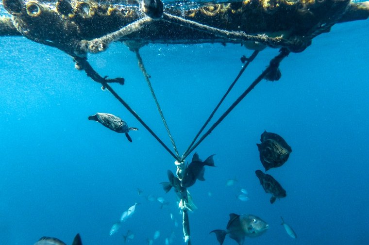Small fish gathering beneath an FAD. Photo by Nellie Huié/Sea Shepherd.