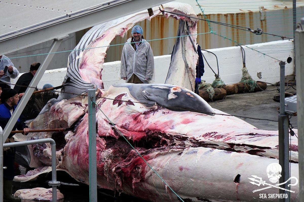Kristján Loftsson framed by the huge jawbone of a harpooned fin whale. Photo: Sea Shepherd UK