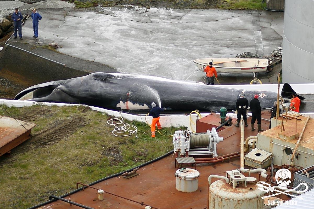 An Endangered Fin whale is dragged up the slipway at the whaling station at Miðsandur on the North side of Hvalfjörður, Iceland.  Photo: Sea Shepherd UK