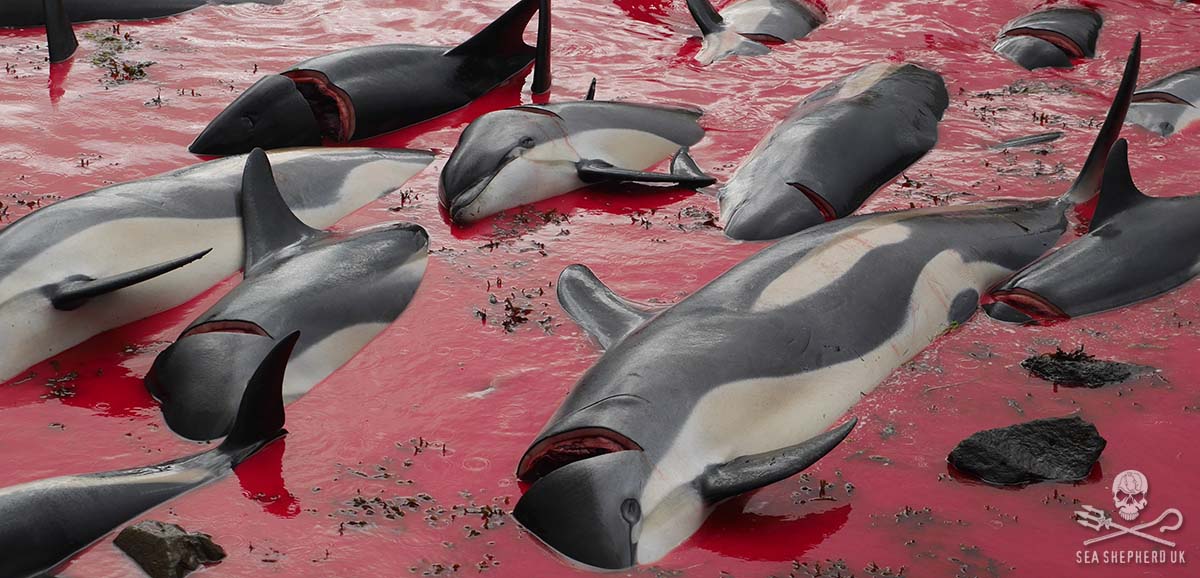 Atlantic white sided dolphins killed at Hvalvik on the 11th September 2018  [Photo: Sea Shepherd UK]