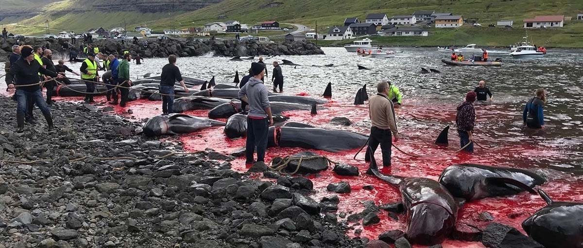 Pilot whales killed at Hvannasund on the 16th August 2018 (photo - Sea Shepherd UK)