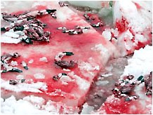 news_050409_2_1_Dead seal carcasses